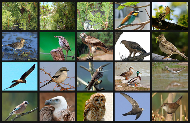 avistamientos ornitológicos